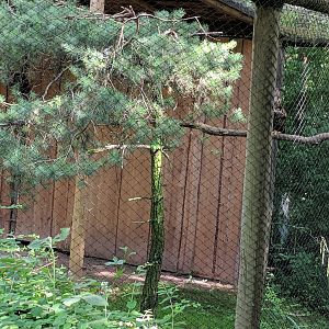 Eurasian Eagle Owl Aviary