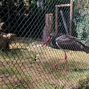 Black Stork