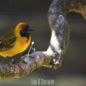 Male Southern Masked Weaver