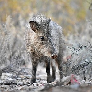 javelina