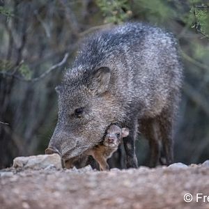 javelina with baby