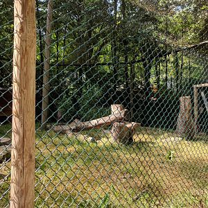 Northern Hawk Owl and Black Stork Aviary
