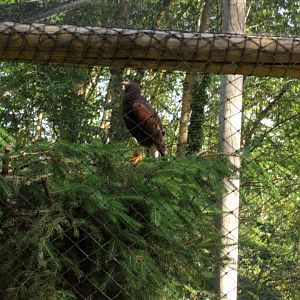 Harris Hawk