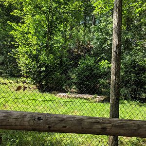 European Wild Cat Enclosure