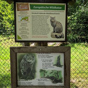 European Wild Cat Signage