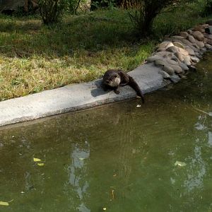 New 2018 River Otter