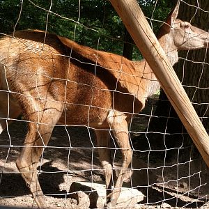 European Red Deer