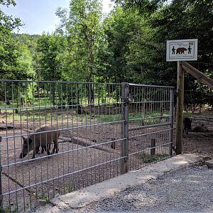 European Wild Boar Enclosure