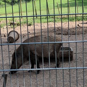 European Wild Boar
