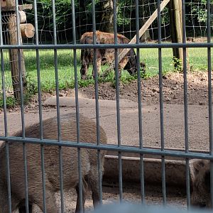Wild Boar and Heck Cattle Calf