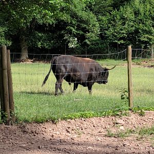 Male Heck Cattle