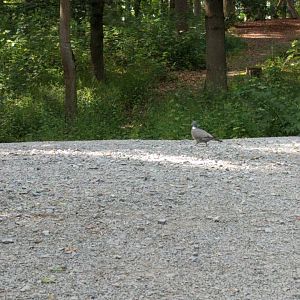 Wild Wood Pigeon