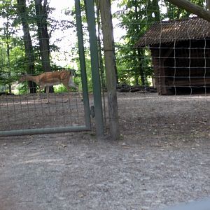 Upper Part of Deer Walkthrough
