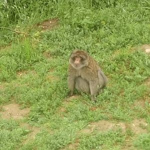 Barbary macaque