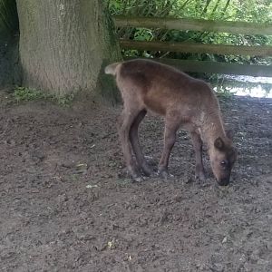 Young reindeer