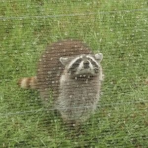 Raccoon