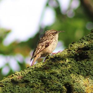 Short-toed treecreeper