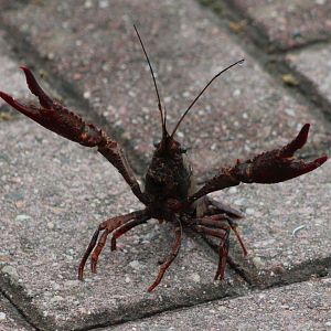 American crayfish
