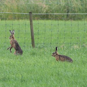 European hares