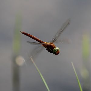 Green-eyed hawker