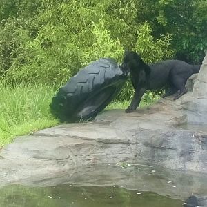 Power of a jaguar's Jaws 4/6/21