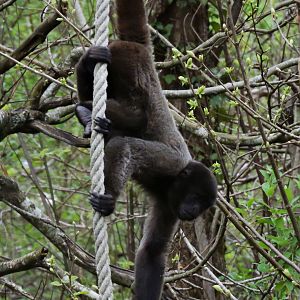 Woolly monkey [2015]