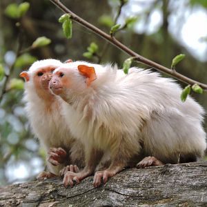 Silvery marmosets [2015]