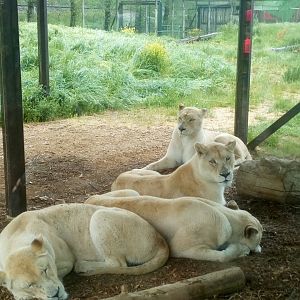 White lions 4/6/21
