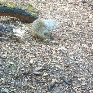 Narrow striped Mongoose 7/6/21