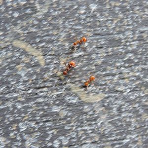 Leafcutter ants [2015]