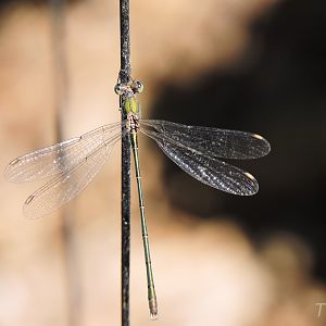 Dragonfly [2015]
