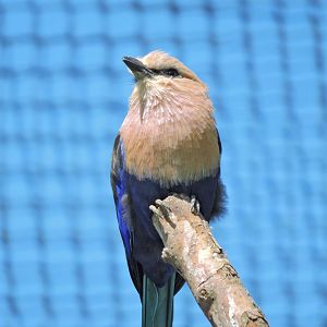 Blue-bellied roller [2015]