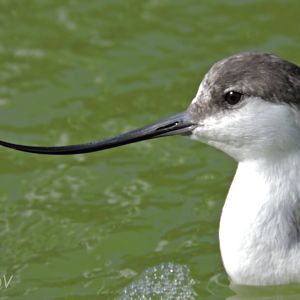 Pied avocet [2015]