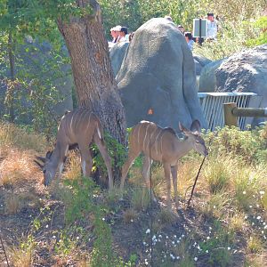 Greater kudus [2015]