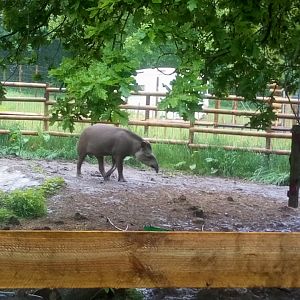 Brazilian Tapir 4/6/21