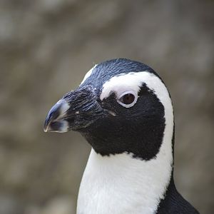 African penguin [2017]