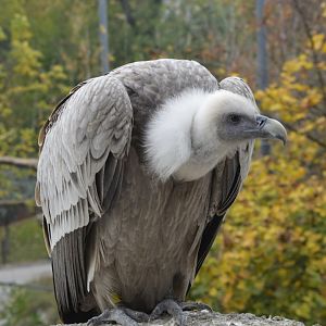 Griffon vulture [2017]