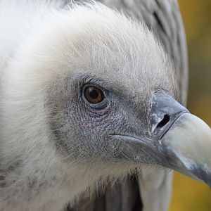 Griffon vulture [2017]