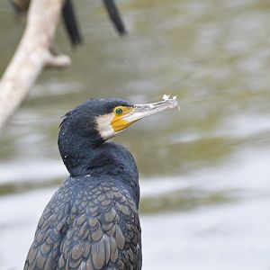 Great cormorant [2017]