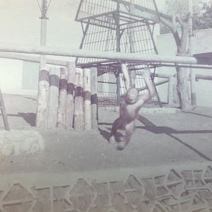 Orangutan enclosure  1983
