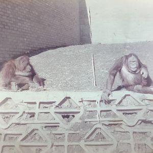 Orangutans 1983