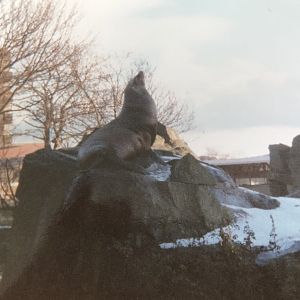 Sea lion 1990s