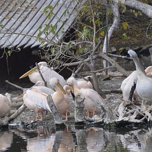Pelicans and cormorants [2017]