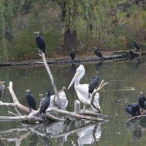 Pelicans and cormorants [2017]