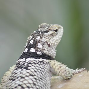 Blue spiny lizard [2017]