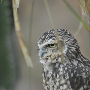 Burrowing owl [2017]