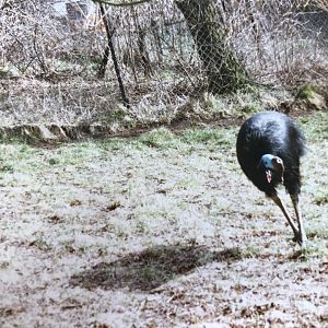 Cassowary 1990s