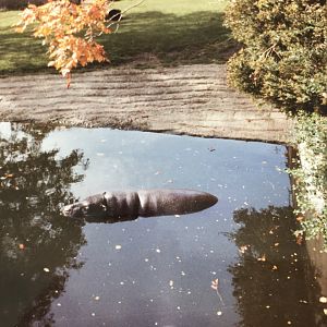 Pygmy hippo 1990s