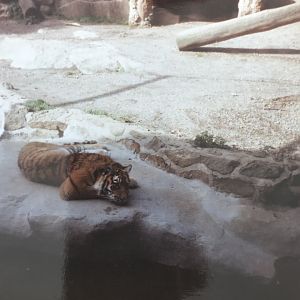 Tiger (sumatran?) 1990s
