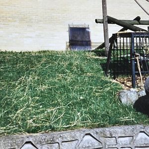 Gorilla enclosure 1990s